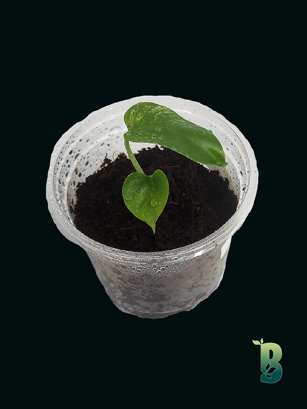 Monstera Devil Monster Biobotanic Abode Rare Indoor Plants Nursery