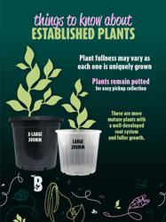 Biobotanic Abode Rare Indoor Plants Nursery Listing Details