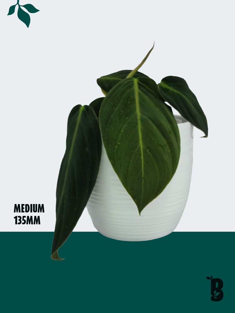 Biobotanic Abode Hervey Bay Philodendron Gigas