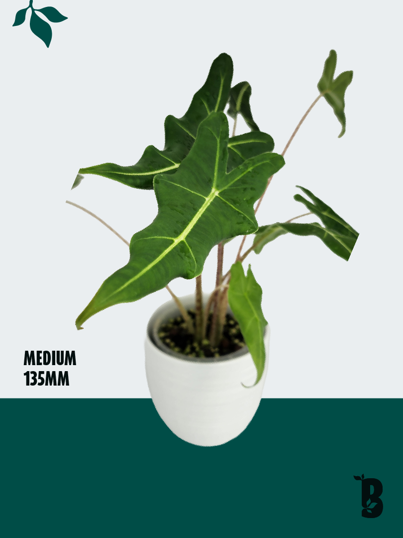 Biobotanic Abode Hervey Bay Alocasia Sarian