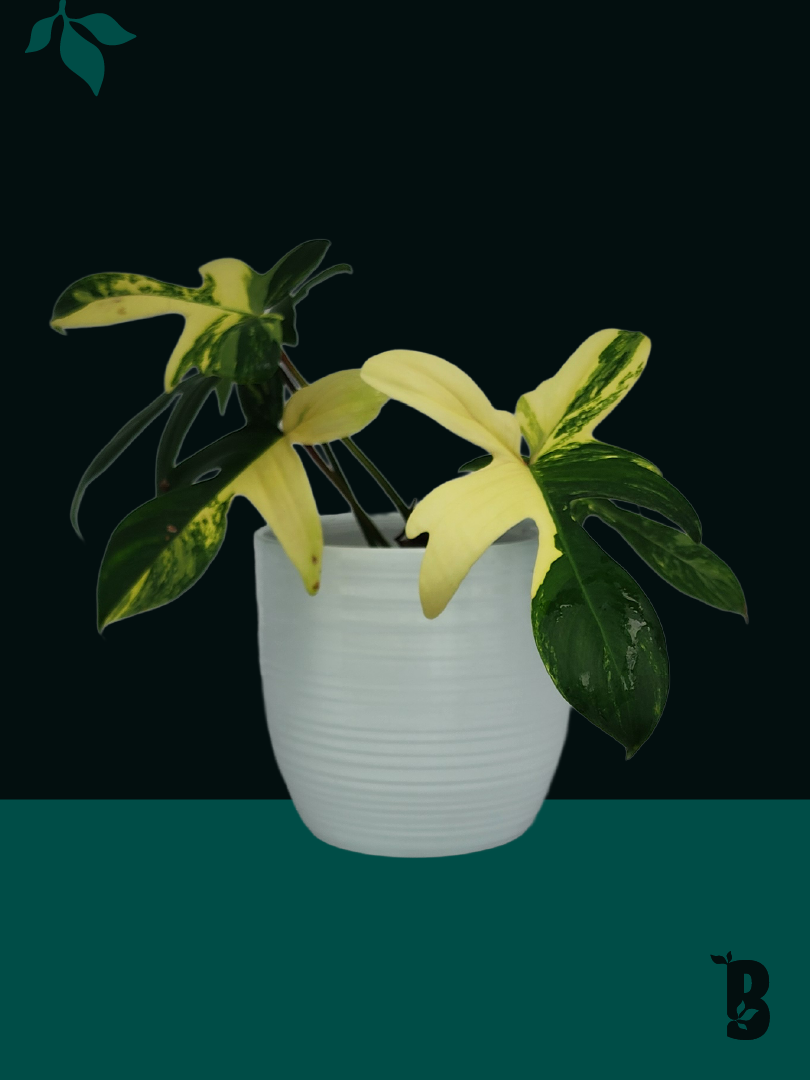 Biobotanic Abode Hervey Bay Philodendron Florida Beauty Variegata