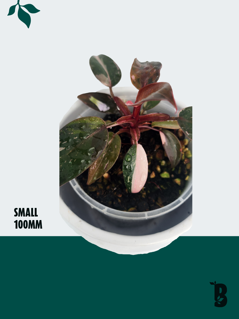 Biobotanic Abode Hervey Bay Philodendron Pink Galaxy Marble