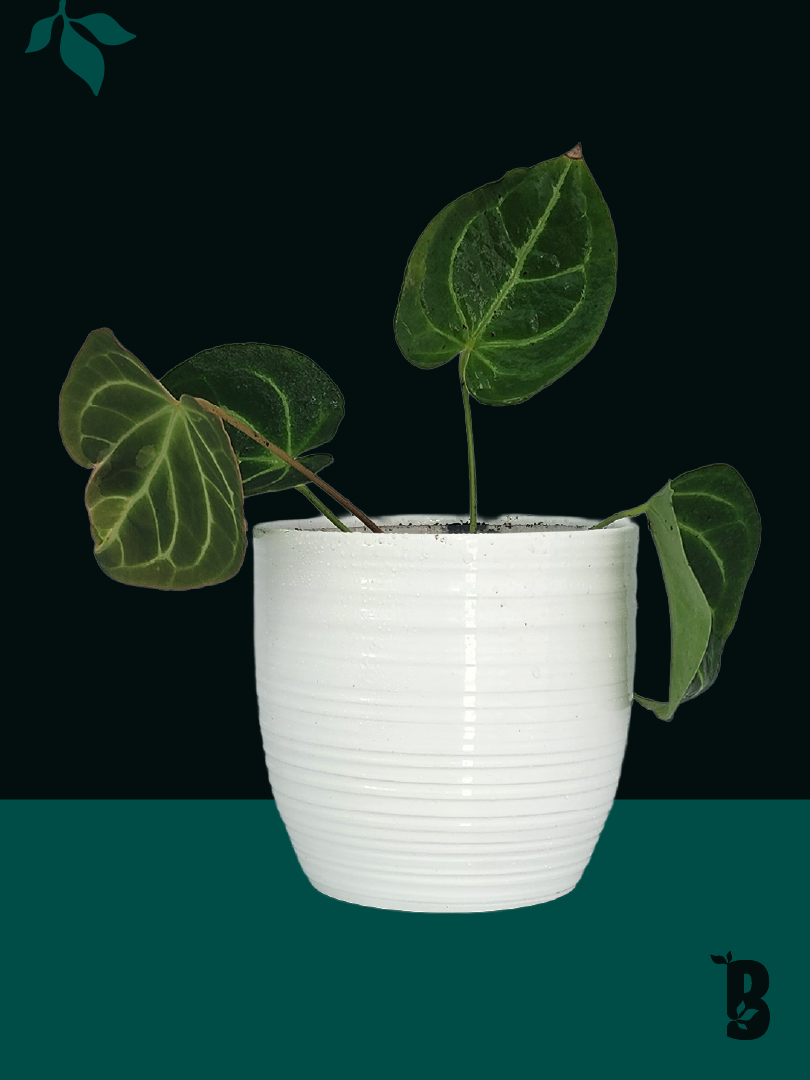 Biobotanic Abode Hervey Bay Anthurium Magnificum