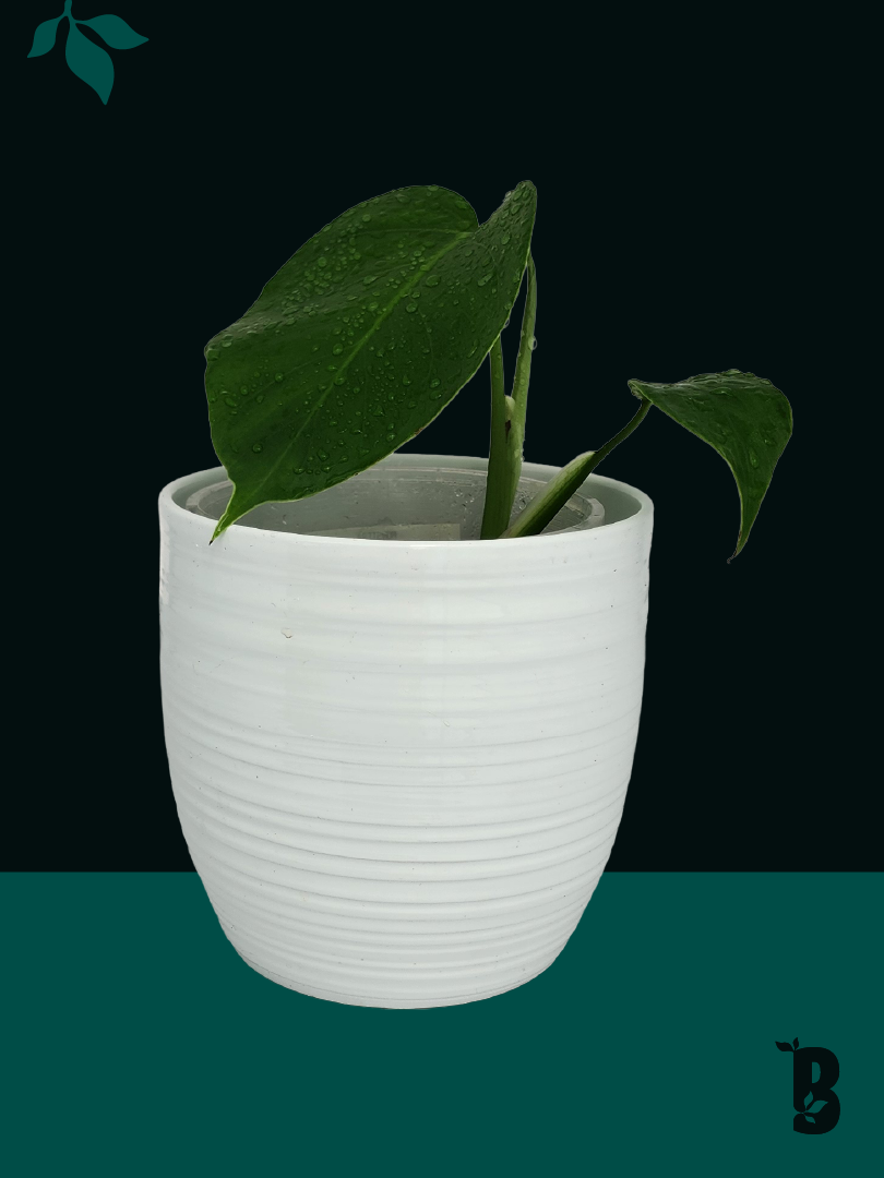 Biobotanic Abode Monstera Albo Borsigiana Reverted