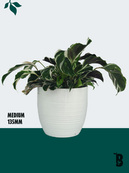Biobotanic Abode Hervey Bay Calathea White Fusion