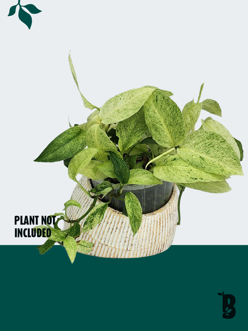 Biobotanic Abode Hervey Bay Vintage Tilt Decorative Planter