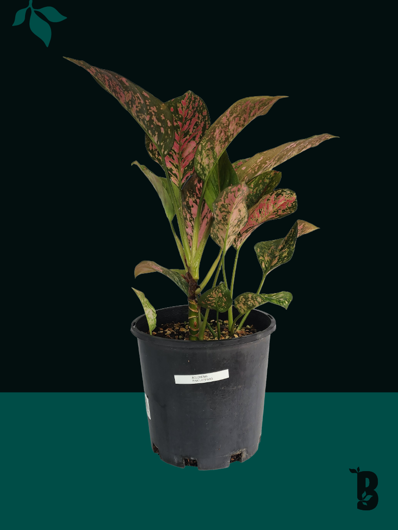 Biobotanic Abode Hervey Bay Aglaonema Pink Leopard
