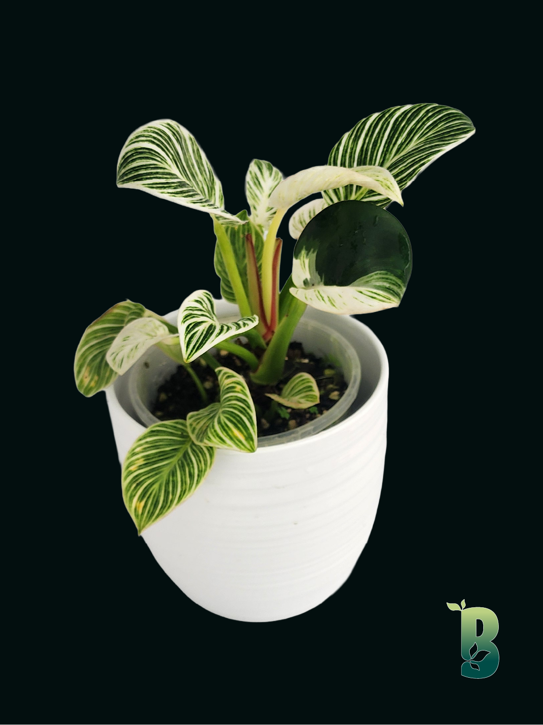 Philodendron Birkin - Standard