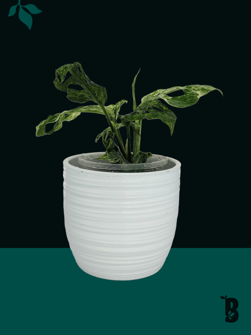 Biobotanic Abode Hervey Bay Monstera Adansonii Mint Variegata
