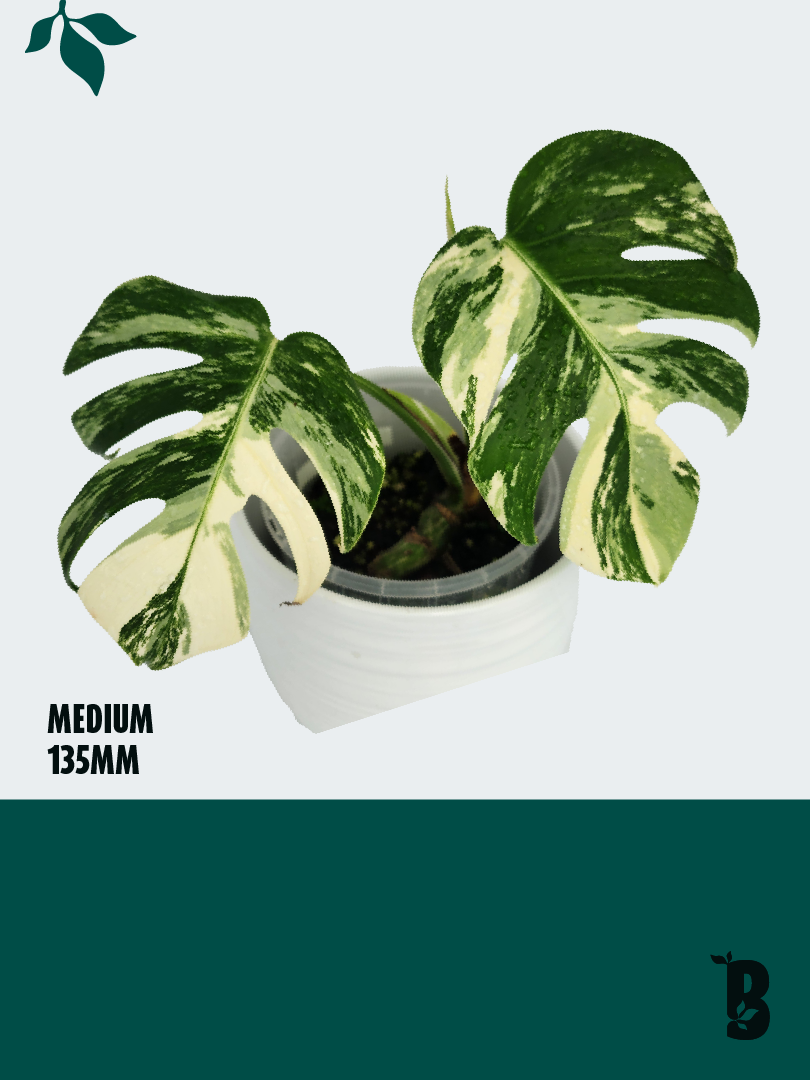 Biobotanic Abode Hervey Bay Monstera Deliciosa Thai Constellation
