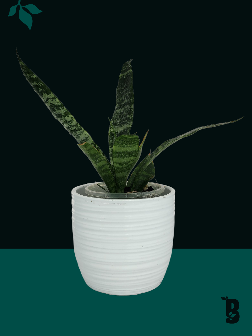 Biobotanic Abode Hervey Bay Sansevieria Trifasciata Snake Plant