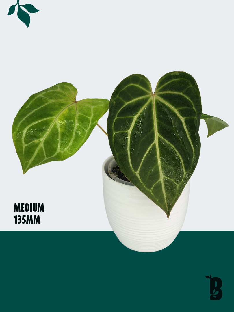 Biobotanic Abode Hervey Bay Anthurium Crystallinum