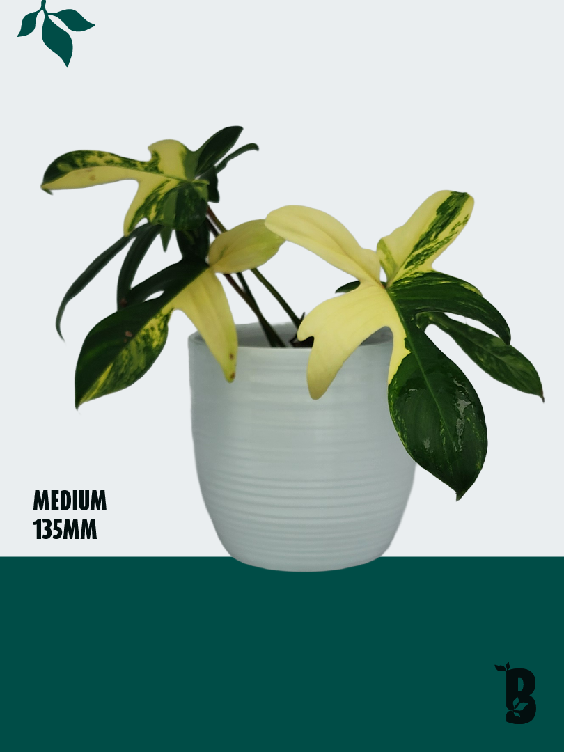 Biobotanic Abode Hervey Bay Philodendron Florida Beauty Variegata