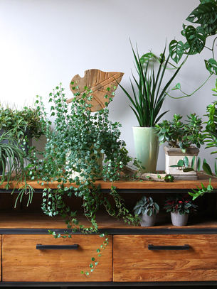 Mastering the Art of Plant Styling: Creating Beautiful Plant Displays 🌿🪴