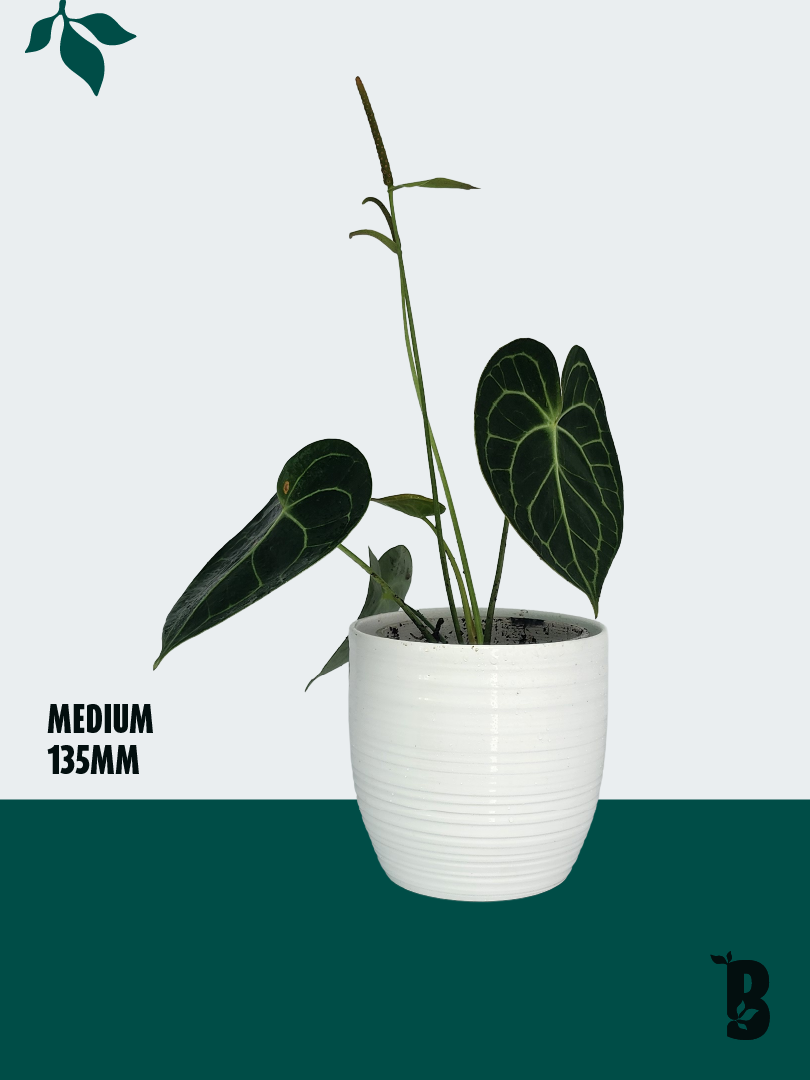 Biobotanic Abode Hervey Bay Anthurium Clarinervium