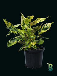 Biobotanic Abode Calathea Yellow Fusion Indoor Plants