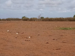 Investissement immobilier : acquisition d'un terrain au Sénégal