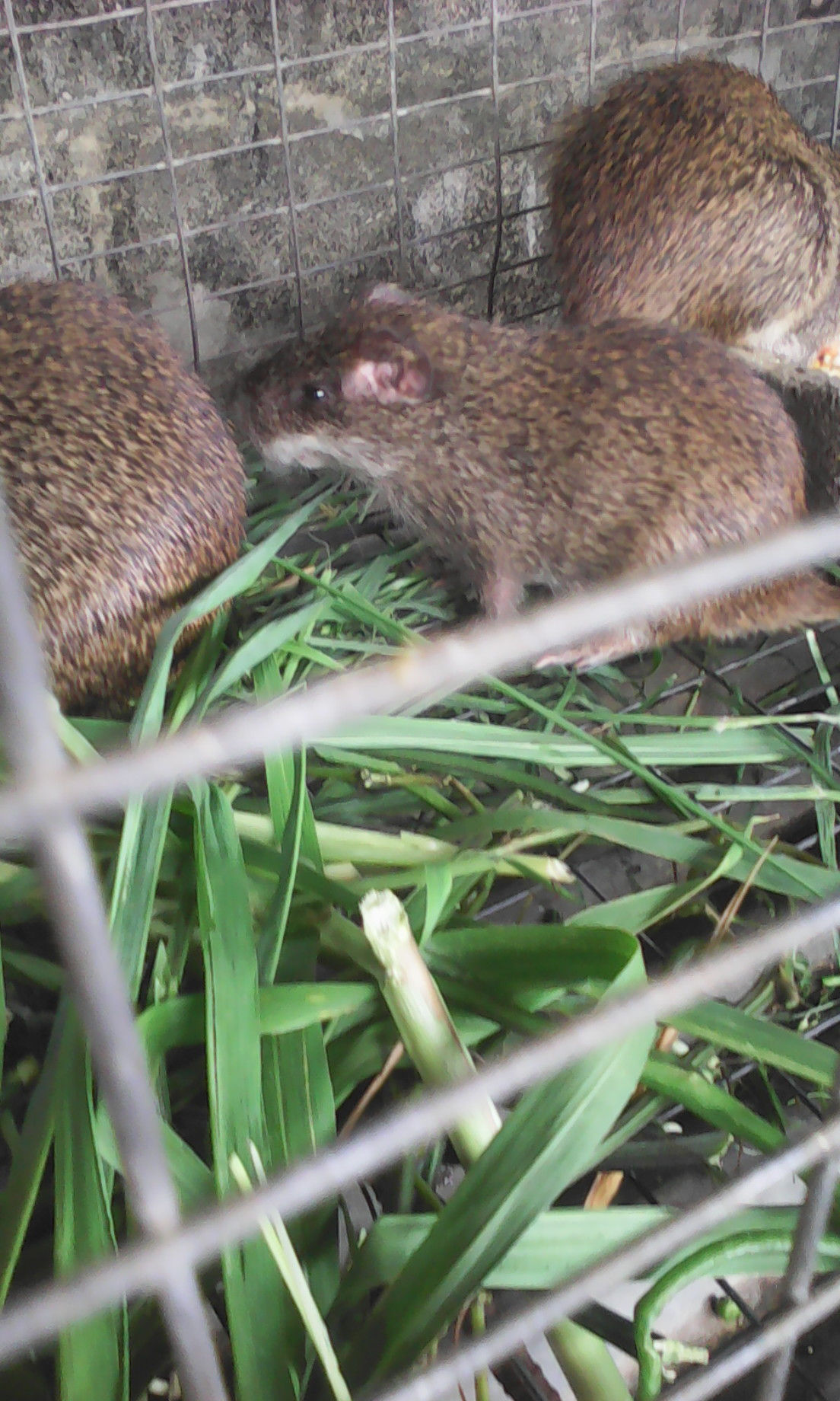 Grasscutters (Colony)