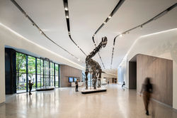 CMNH 6