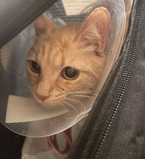 Mama Kitty Gets Much-Needed Surgery