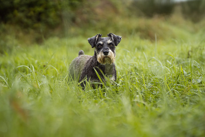 Canine to five-136.jpg