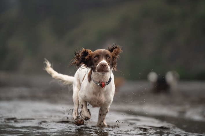 Canine to five-45.jpg