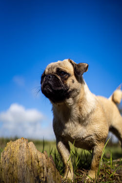 Canine to five-369.jpg