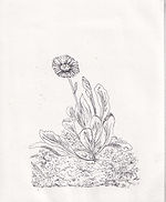 Daisy Etching 16x12_edited.jpg