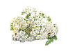 Parfum Duft Öl Schafgabe