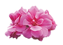 Parfum Duft Öl Geranium