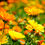 Miniaturbild: Calendula