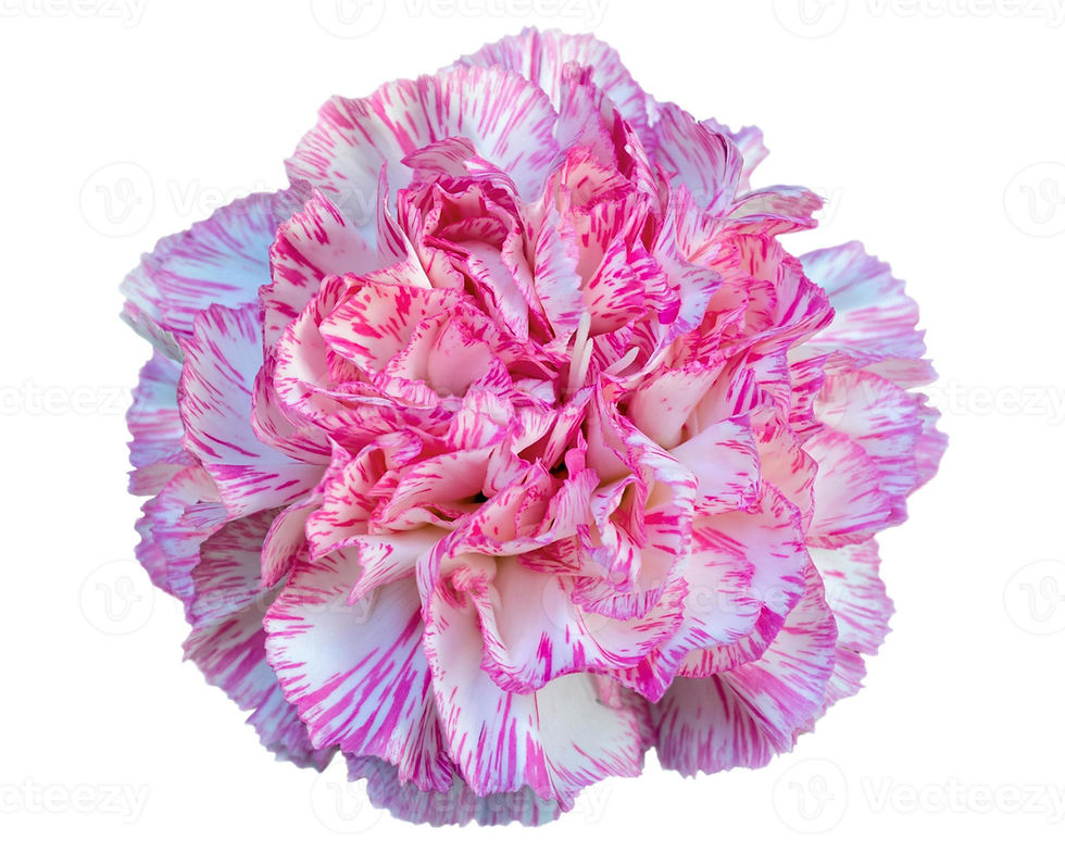 carnation-flower-on-white-background-photo