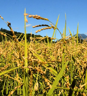rice 1.jpeg