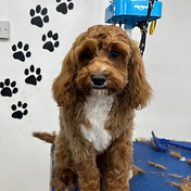 clipped_and_scissor_cut