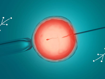 Fertilisation and embryo development
