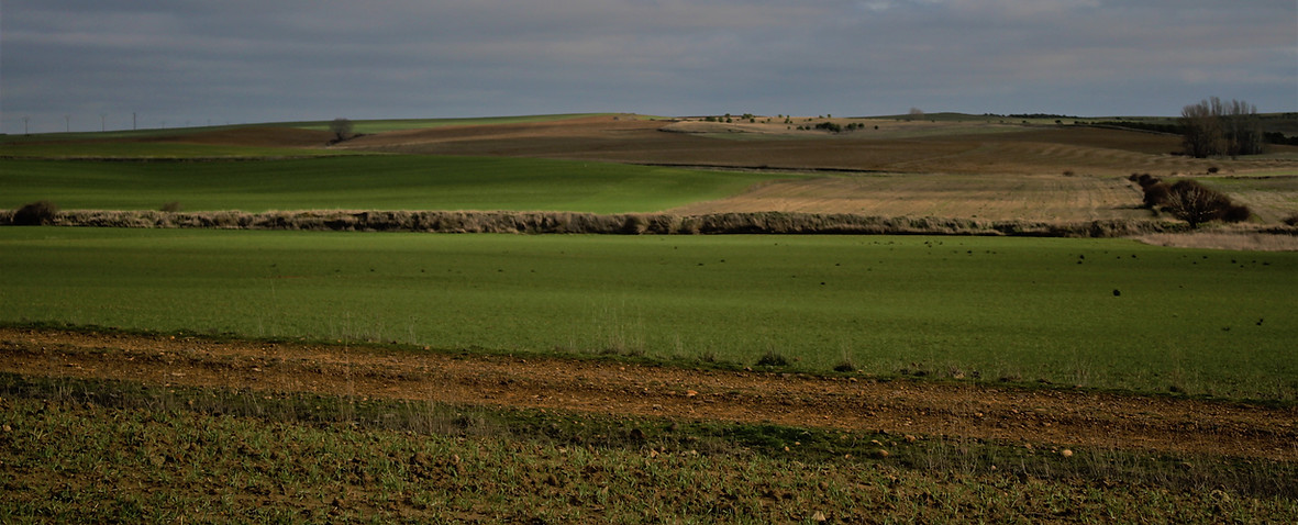 campo.jpg