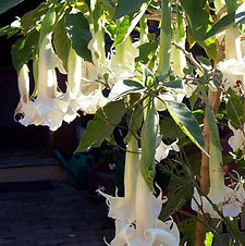 Camden Park House, plant sales, garden