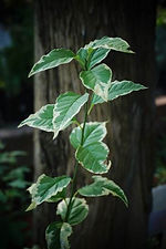 Camden Park House, plant sales, garden