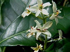 Camden Park House, plant sales, garden