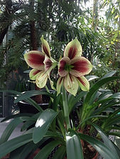 Camden Park House, plant sales, garden
