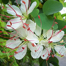Camden Park House, plant sales, garden