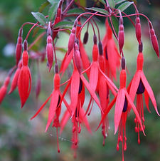 Camden Park House, plant sales, garden