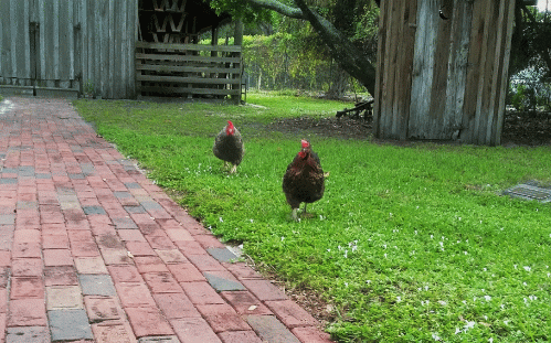 GIF of two chickens for website.gif