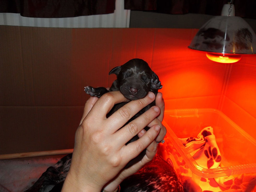 puppy 2.jpg