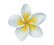 White Plumeria.png