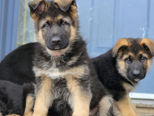 Two Beautiful German Shepherd Puppies Looking for Homes