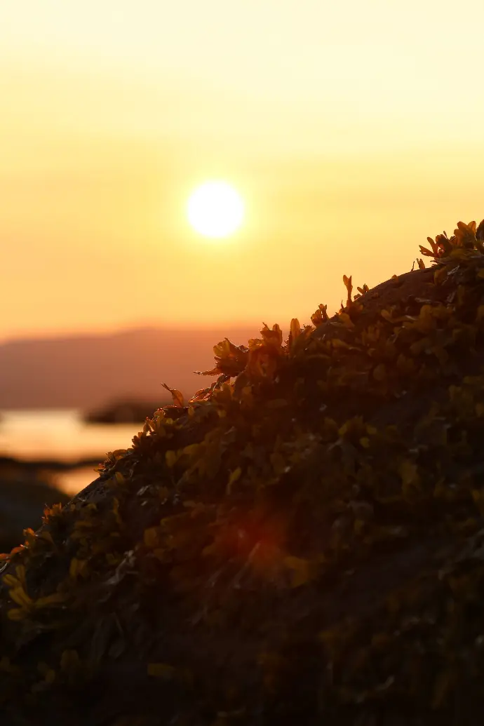 Levé de soleil avec des algues en premier plan