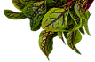 Salad 04.png