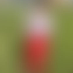 👕 New Look, Same Spirit: Middlesbrough