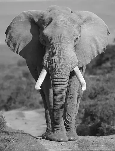elephant.webp